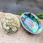 Load image into Gallery viewer, Abalone Shell